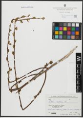Foto von Salix alba L.